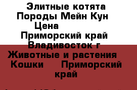 Элитные котята Породы Мейн Кун › Цена ­ 35 000 - Приморский край, Владивосток г. Животные и растения » Кошки   . Приморский край